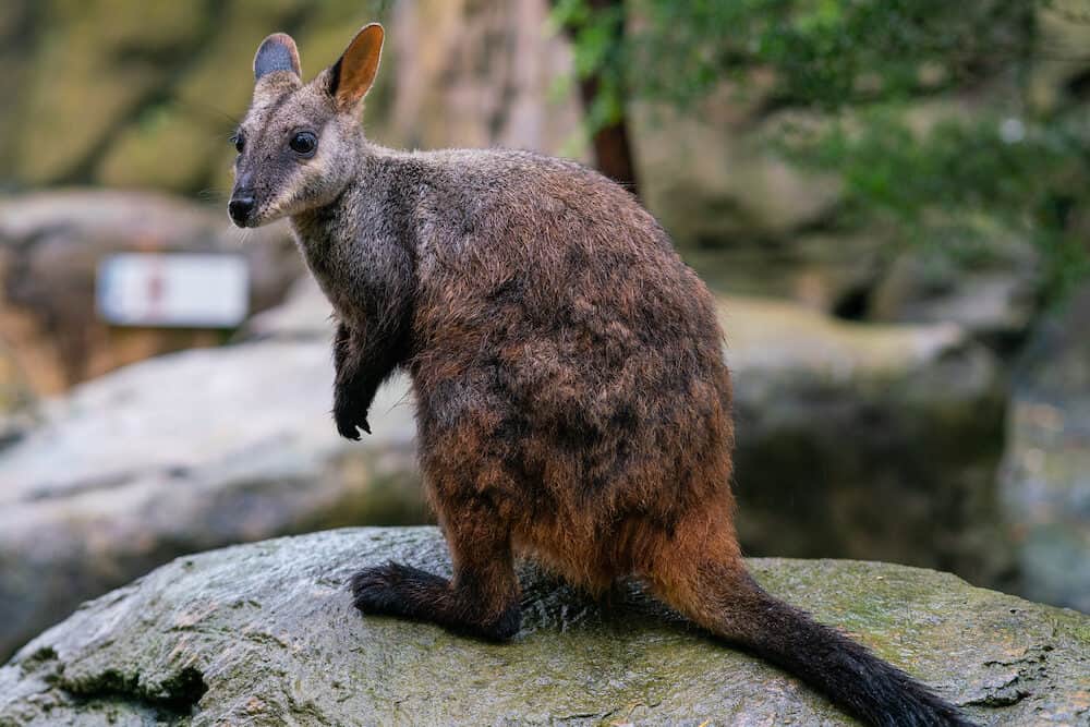 Brush tailed rock-wallaby or small-eared rock wallaby Petrogale penicillata in NSW Australia