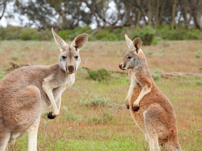 What to do if you hit a Kangaroo on Australian Roads
