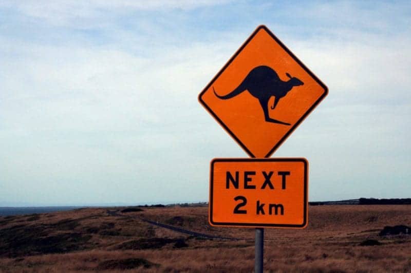 What to do if you hit a Kangaroo on Australian Roads