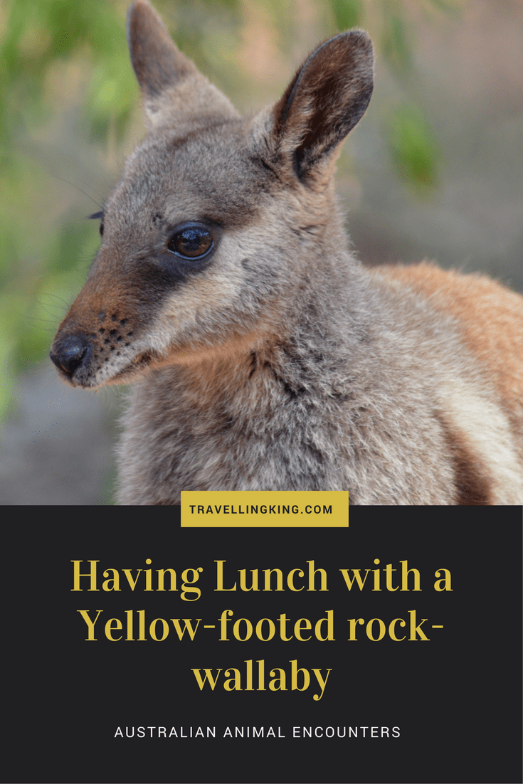 Having Lunch with a Yellow-footed rock-wallaby 