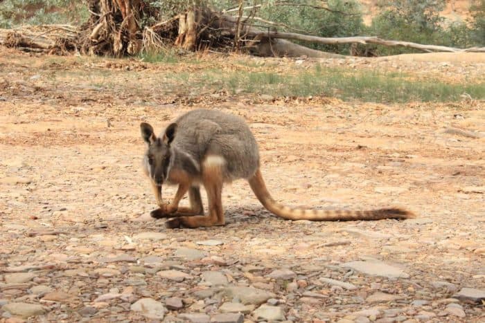 Having Lunch with a Yellow-footed rock-wallaby