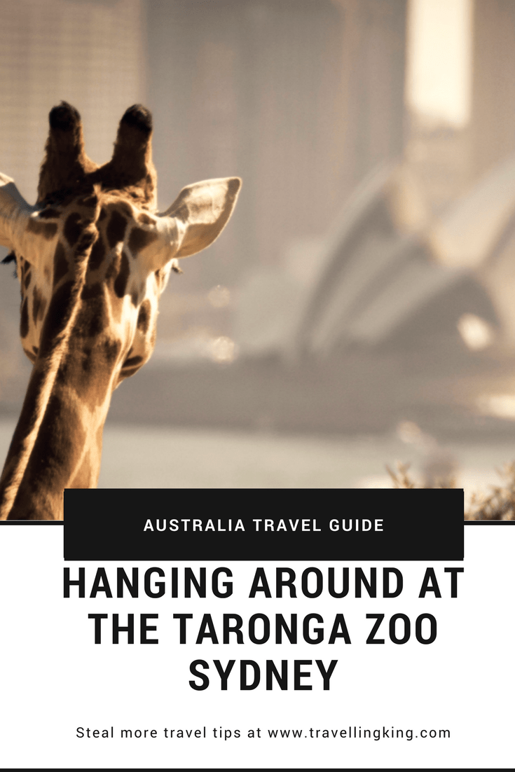 Hanging around at the Taronga Zoo Sydney 