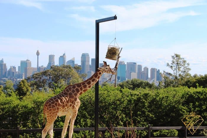 Hanging around at the Taronga Zoo in Sydney