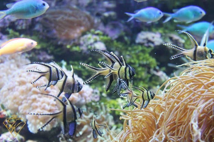 Spend a day under the Sea at The Sydney Aquarium