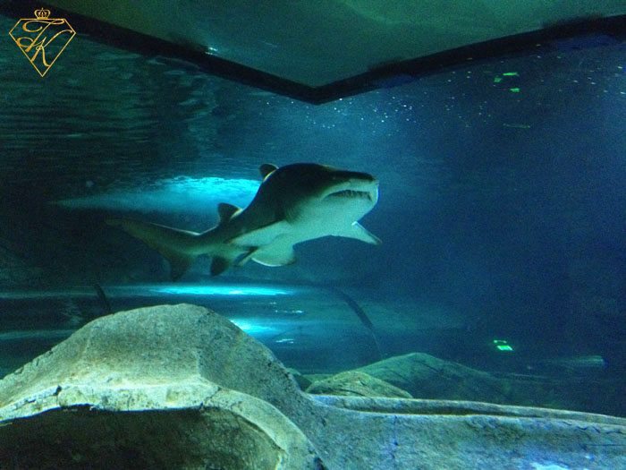 Spend a day under the Sea at The Sydney Aquarium