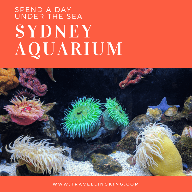 Spend a day under the Sea at The Sydney Aquarium