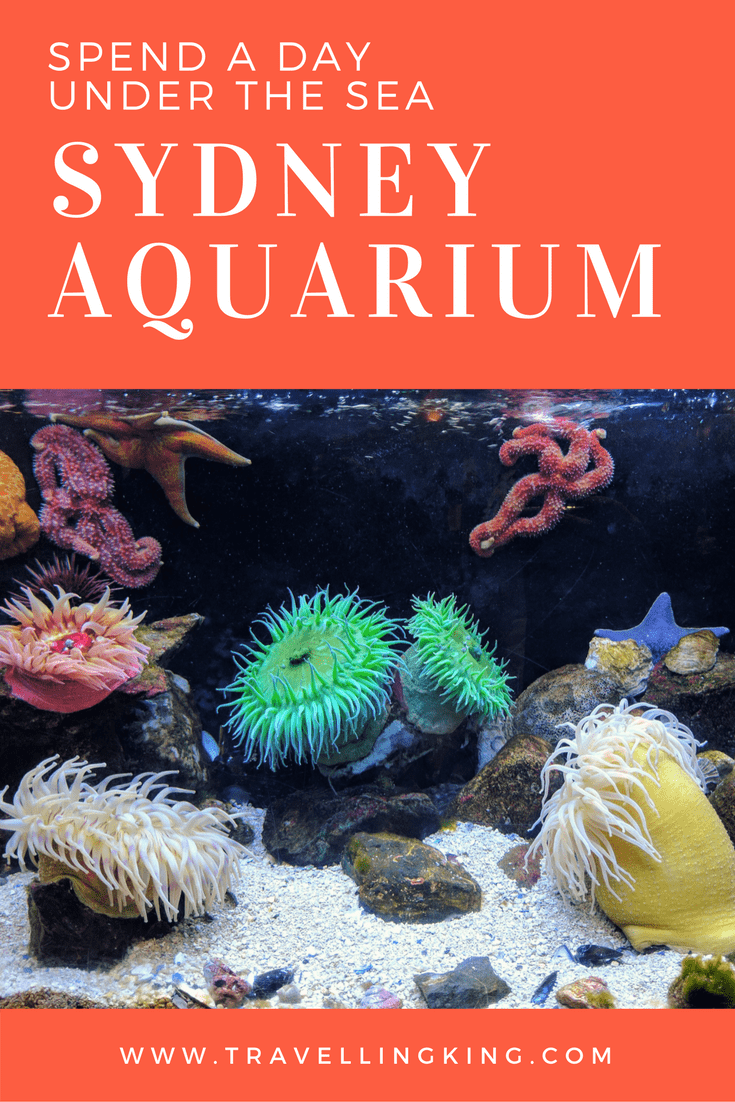 Spend a day under the Sea at The Sydney Aquarium