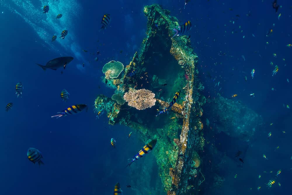 Beautiful underwater world with tropical fish and corals at USS Liberty Wreck