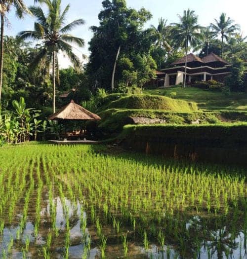 A Day in the Life of a Balinese Farmer at the Four Seasons Sayan