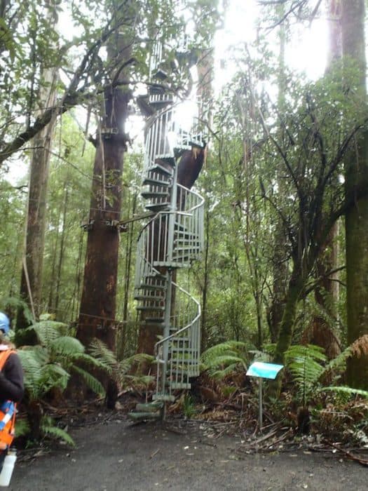 Otway Fly Zip Line Tour