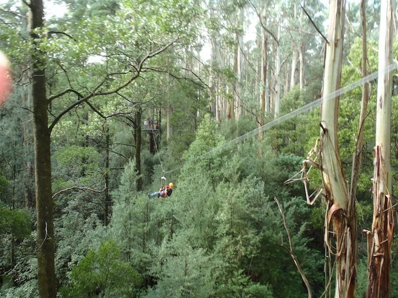 Otway Fly Zip Line Tour