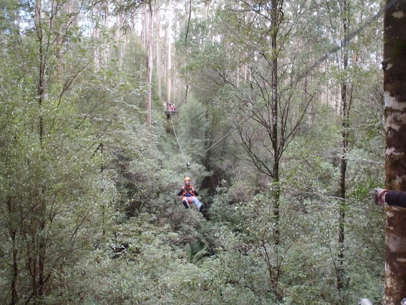 Otway Fly Zip Line Tour