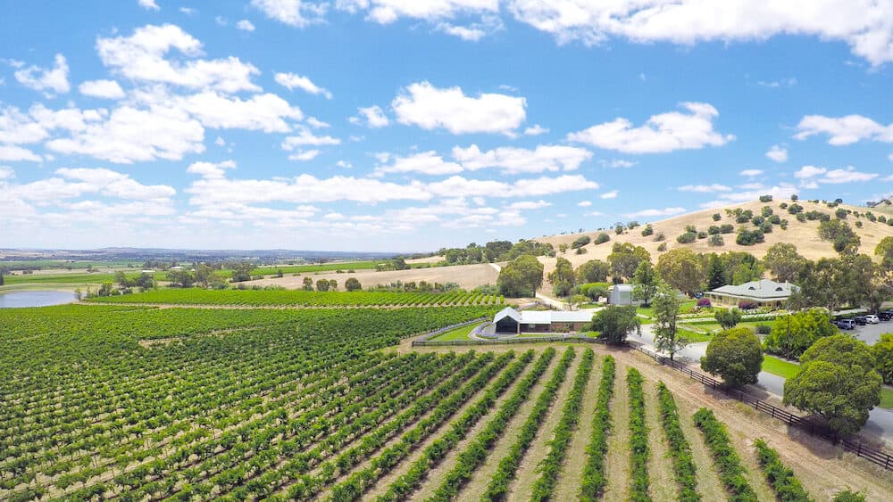 Drone aerial of the Barossa Valley, major wine growing region of South Australia, views of rows of grapevines and scenic landscape, taken from Lily Farm Road.