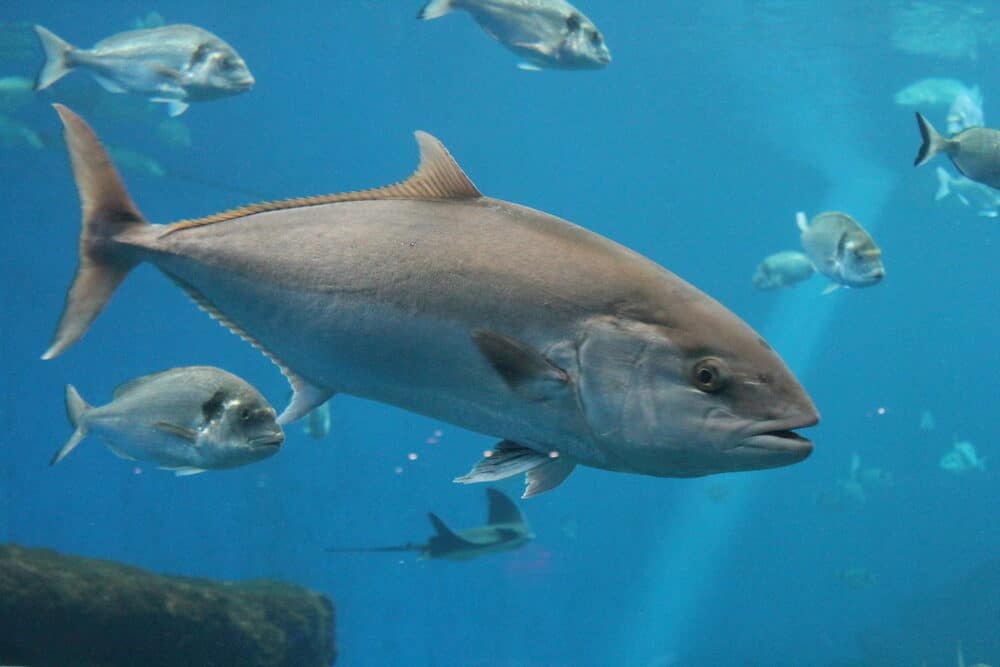 Tuna fish swims underwater head close up