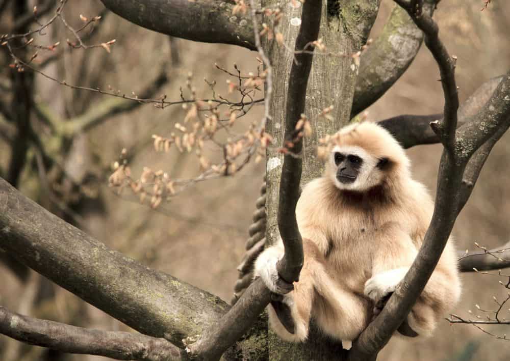 gibbon in Thailand