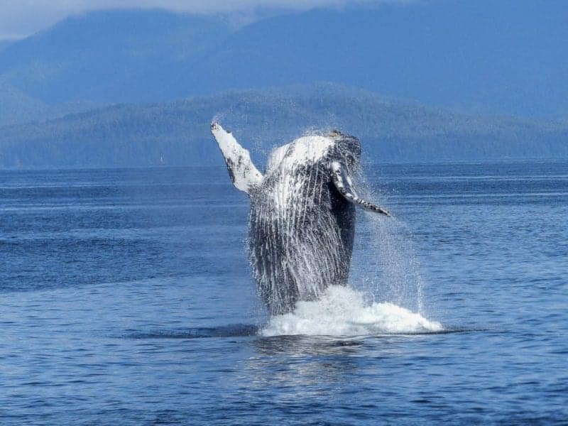 humpback-whale-431902_1280