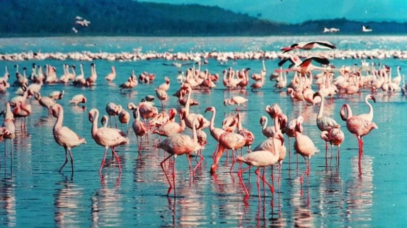 pink flamingo in East Africa: Kenya