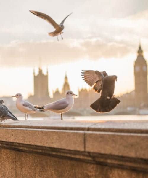 Amazing view of London with birds flying