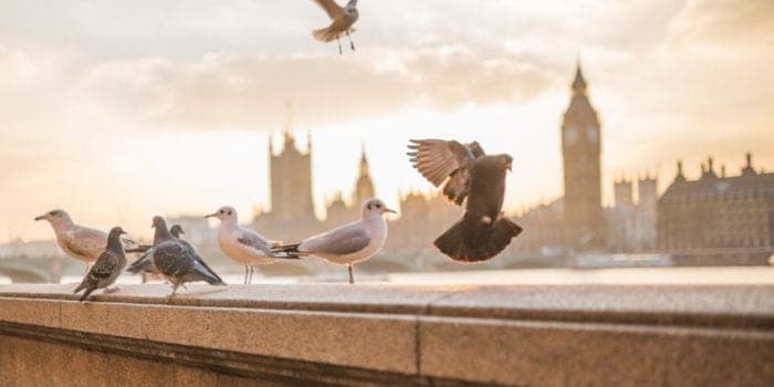 Amazing view of London with birds flying