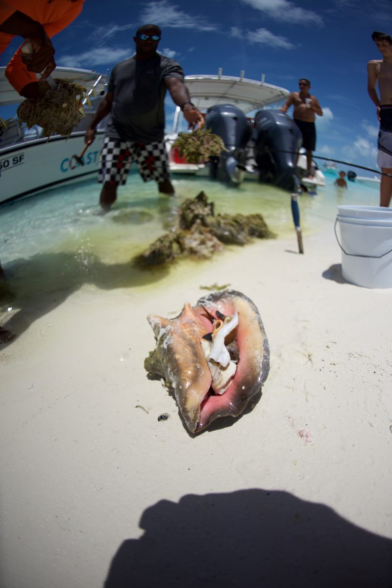Conch: The Delicacy of the Bahamas