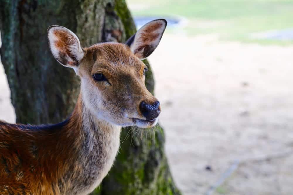 Deer in Japan