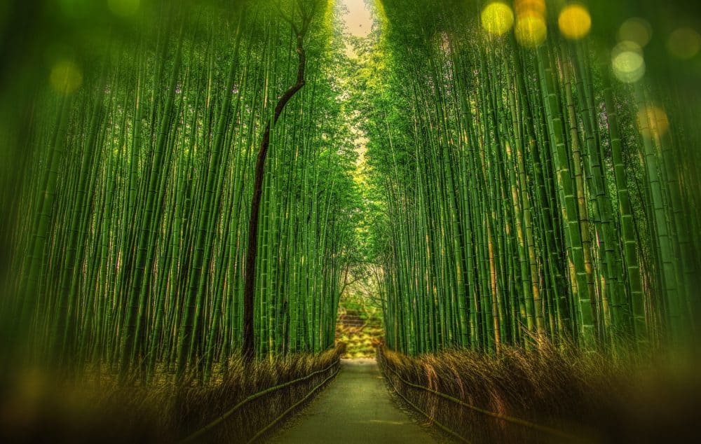 coolest-things-to-do-in-tokyo-day-trips-from-tokyo