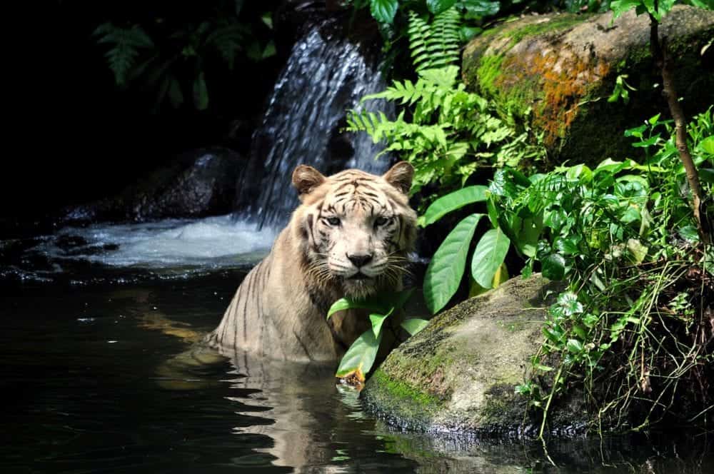 Things to do in Singapore - Singapore Zoo