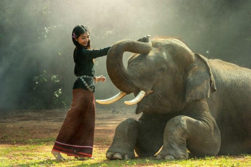 Elephants in Phuket - Phang Nga Bay - things to do in Phuket 