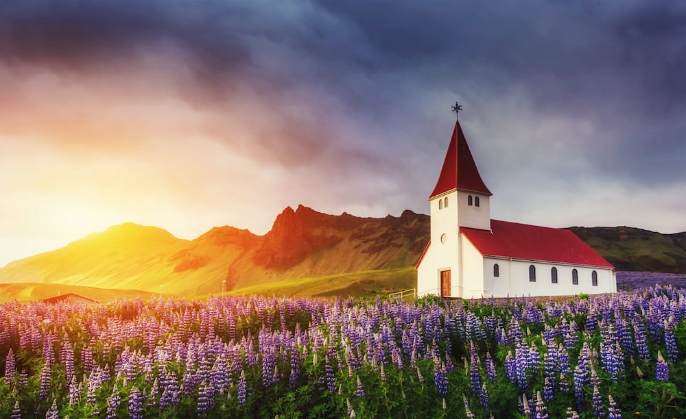 Lutheran church in Vik. The picturesque landscapes of forests and mountains. Wild blue lupine blooming in summer. Orange sunset in Iceland.