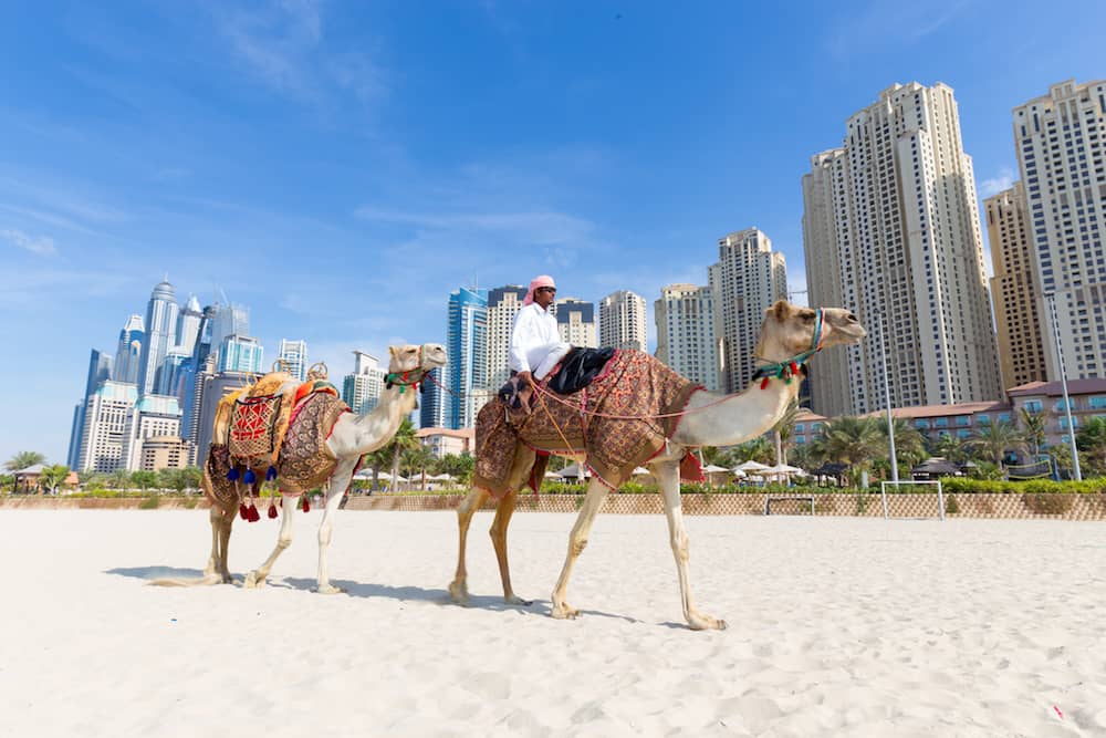 Dubai, UAE - Tour guide offering tourist camel ride on Jumeirah beach on in Dubai, United Arab Emirates. Luxury Dubai Marina skyscrapers in background.