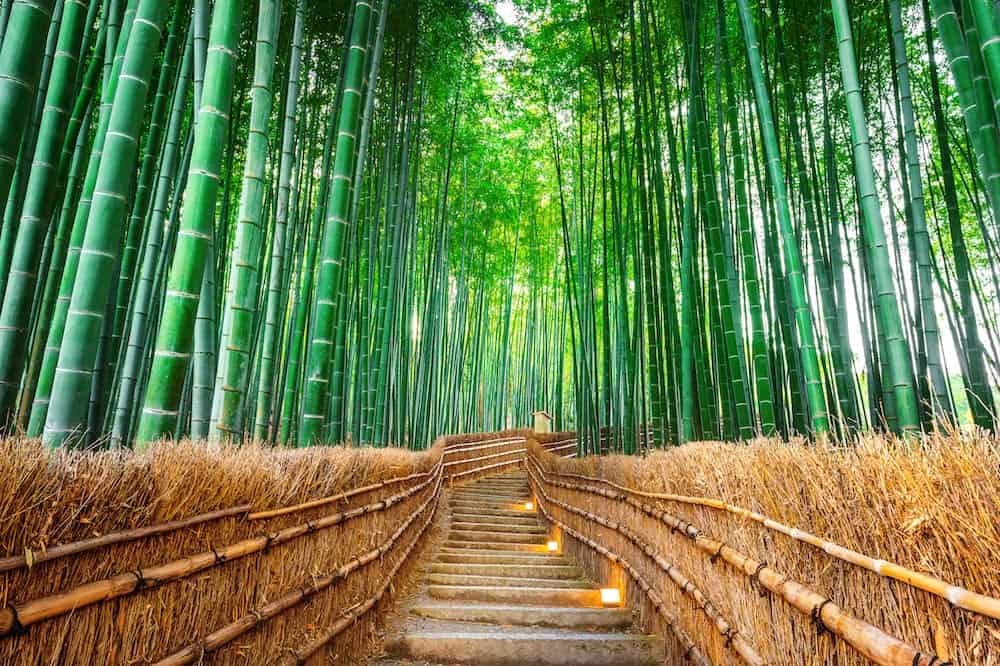 Beautiful of Bamboo Forest in Kyoto Japan.