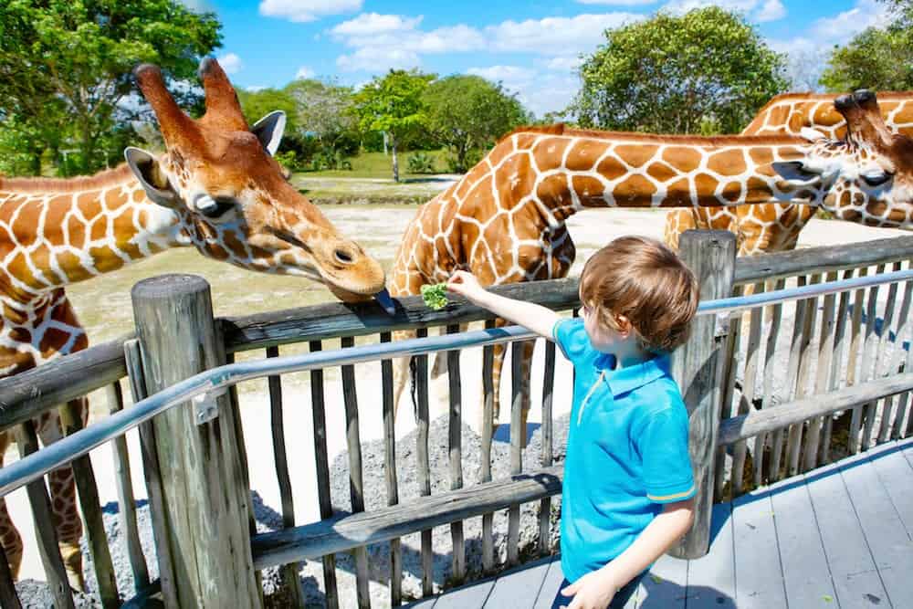 Little kid boy watching and feeding giraffe in zoo. Happy child having fun with animals safari park on warm summer day.