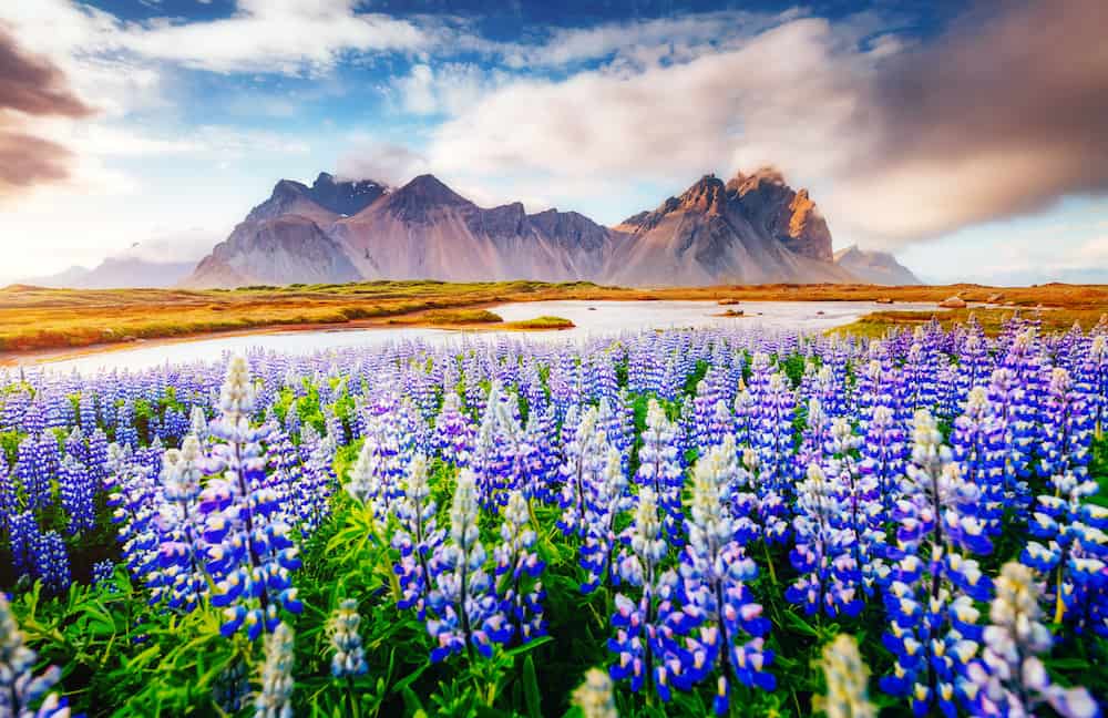 Majestic lupine flowers glowing by sunlight. Unusual and gorgeous scene. Popular tourist attraction. Location famous place Stokksnes cape, Vestrahorn (Batman Mountain), Iceland, Europe. Beauty world.