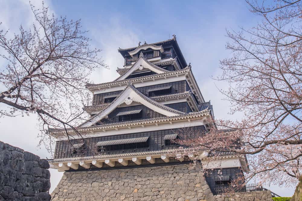 Kumamoto Castle with sakura or Cherry Blossoms.