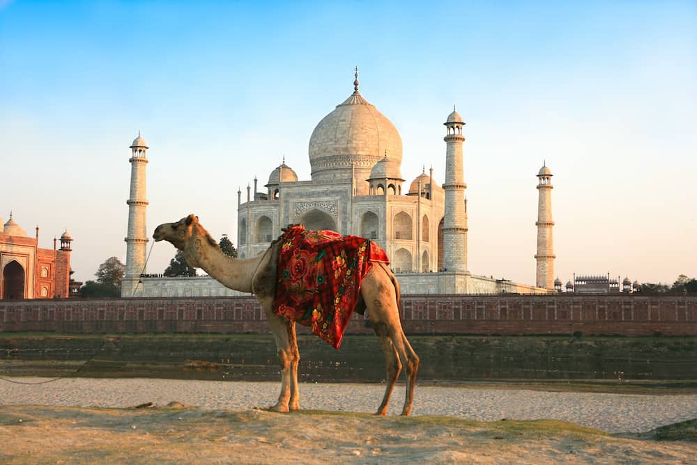 Camel in front of Taj Mahal in sunset , Agra , India