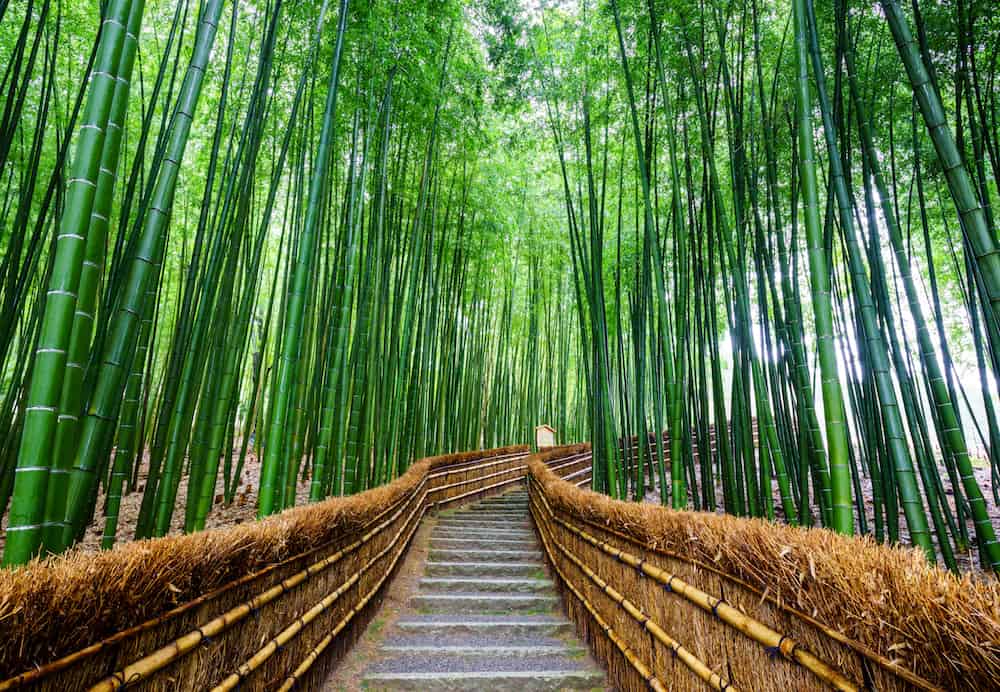 Path to bamboo forest Arashiyama Kyoto Japan