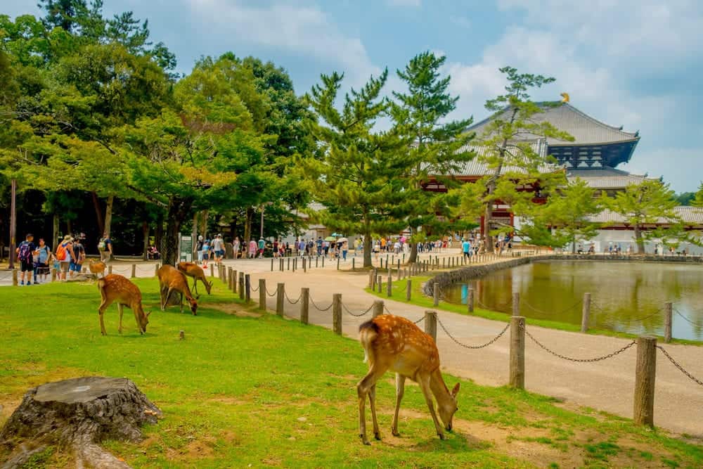 Nara, Japan - Unidentified people walking to Todai-ji temple with some wild deers in front, with an Eastern Great Temple behind. This temple is a Buddhist temple located in the city of Nara, Japan.