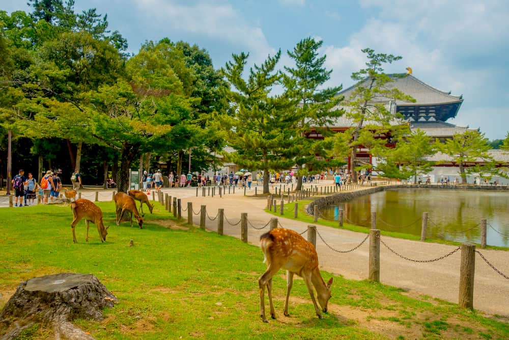 Nara, Japan - Unidentified people walking to Todai-ji temple with some wild deers in front, with an Eastern Great Temple behind. This temple is a Buddhist temple located in the city of Nara, Japan.