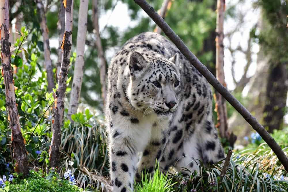 The snow leopard or ounce is a large cat native to the mountain ranges of Central and South Asia.