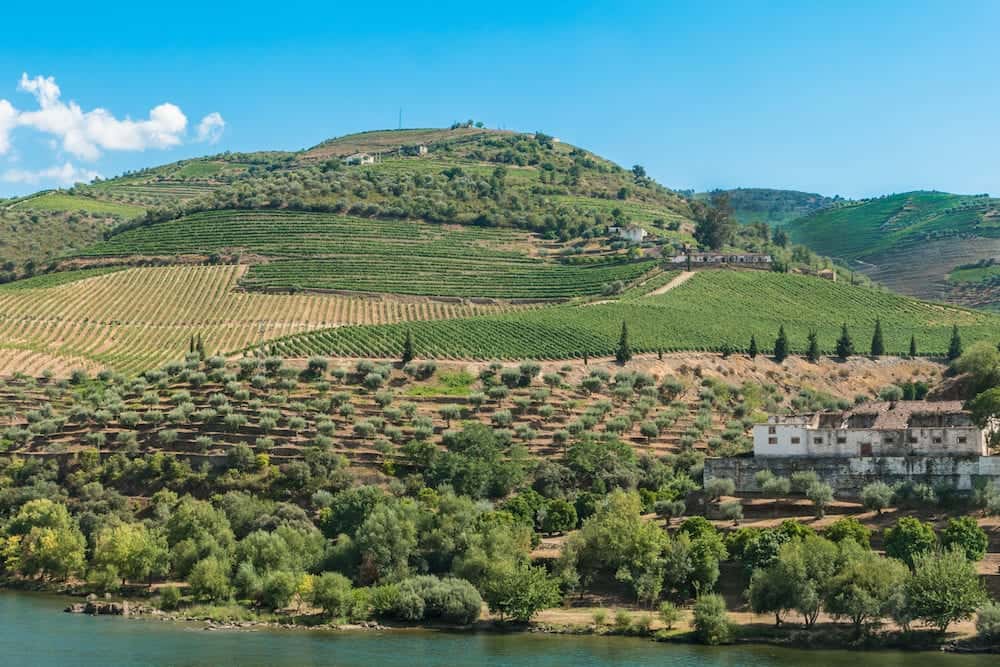 Terraced vineyards in Douro Valley Alto Douro Wine Region in northern Portugal officially designated by UNESCO as World Heritage Site.