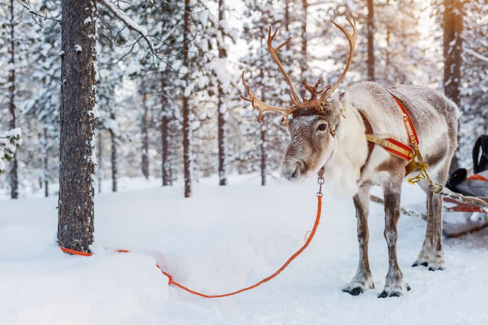 Why Lapland should be on your bucket list