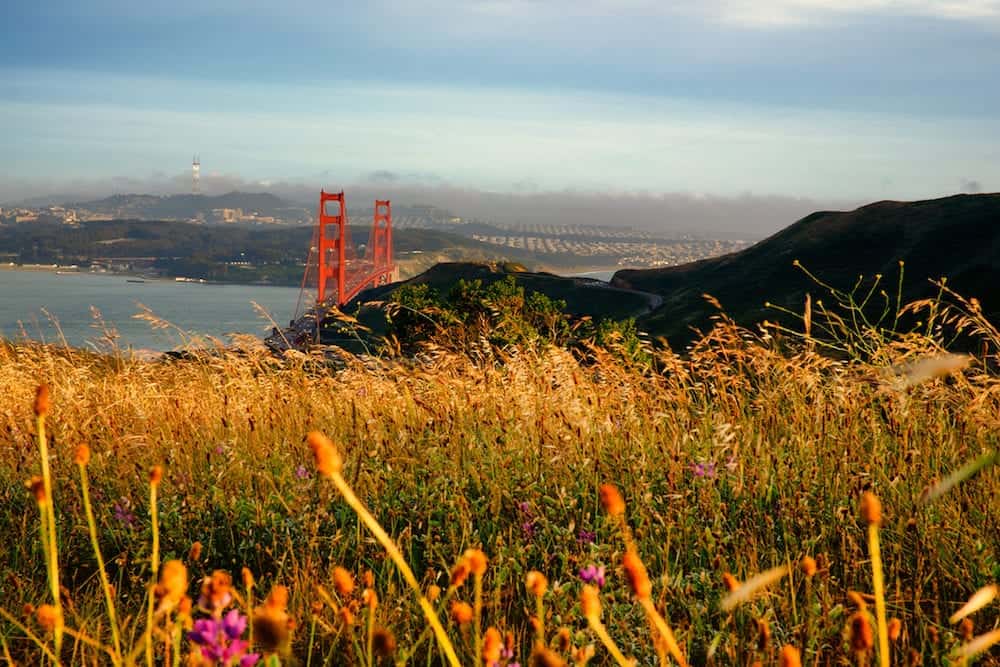 Reed grass on headland, Golden Gate National Recreation Area, Golden Gate Bridge, The Presidio, San Francisco, California, USA