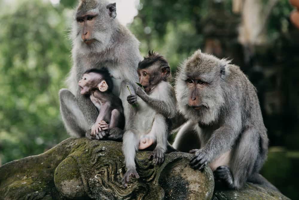 Monkeys in Ubud Sacred Monkey Forest. Bali Indonesia