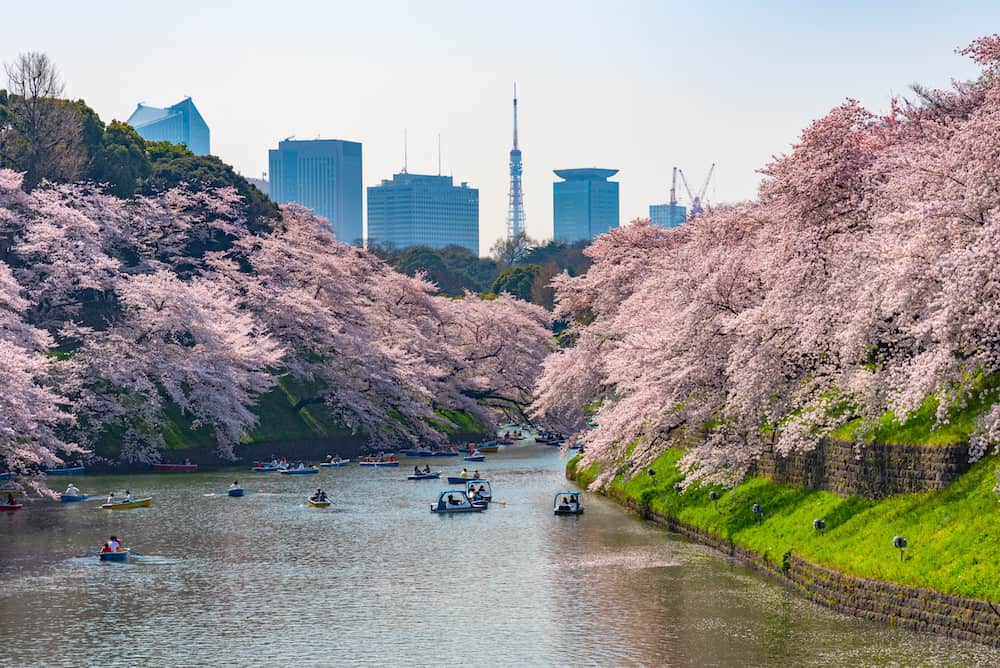 Cherry blossoms around Chidorigafuchi Park, Tokyo, Japan. The northernmost part of Edo Castle is now a park name Chidorigafuchi Park. People boating and enjoy at sakura cherry blossom at Chidorigafuchi Park.