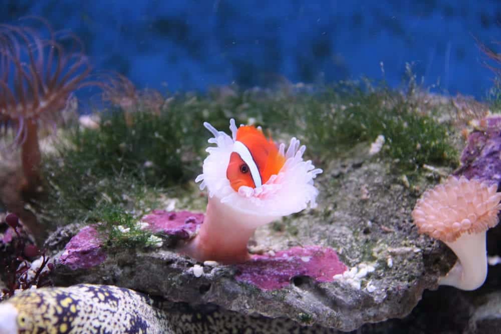 Underwater World, Fish and coral in aquarium, Langkawi