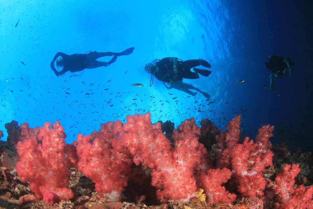 Scuba dive coral reef in ocean