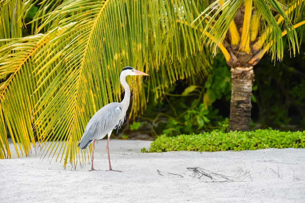 Egret walking on the beach in ADAARAN Island,Maldives
