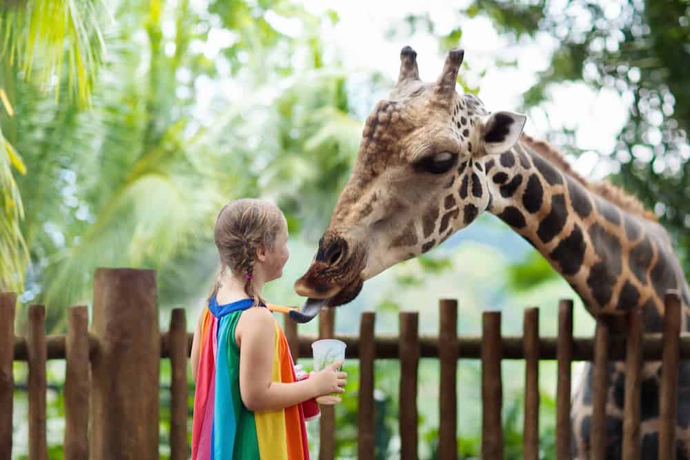 Family feeding giraffe in zoo. Children feed giraffes in tropical safari park during summer vacation in Singapore. Kids watch animals. Little girl giving fruit to wild animal.