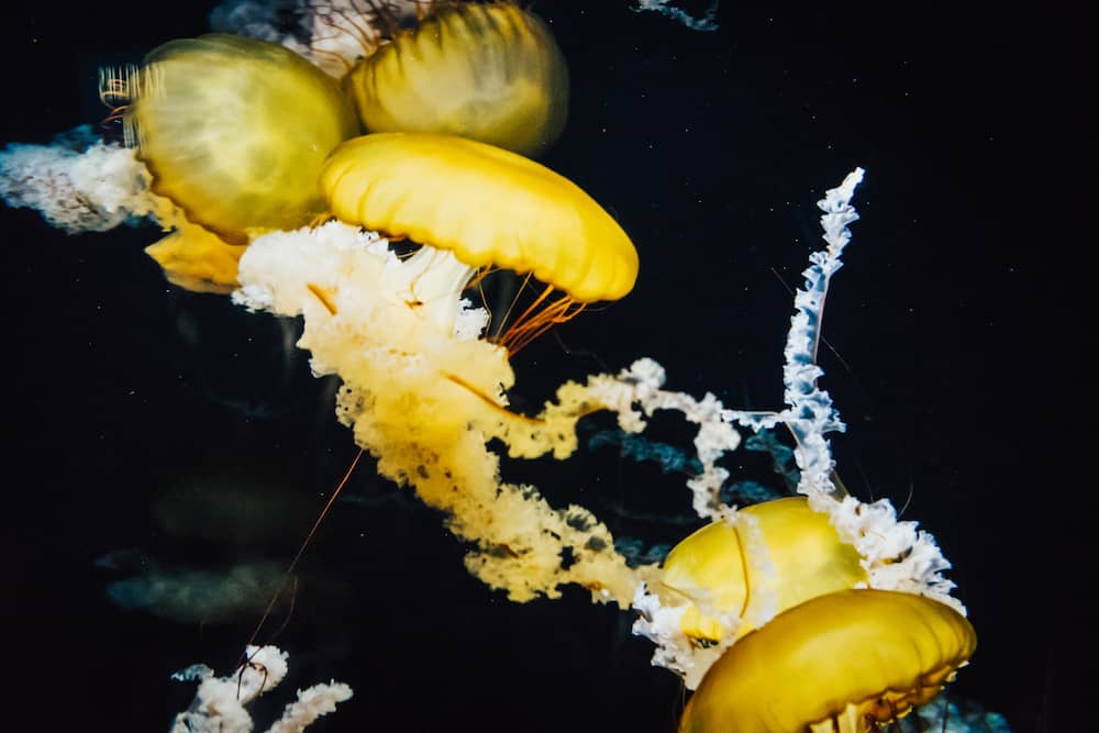 Beautiful Jellyfish in S.E.A Aquarium, Sentosa, Singapore
