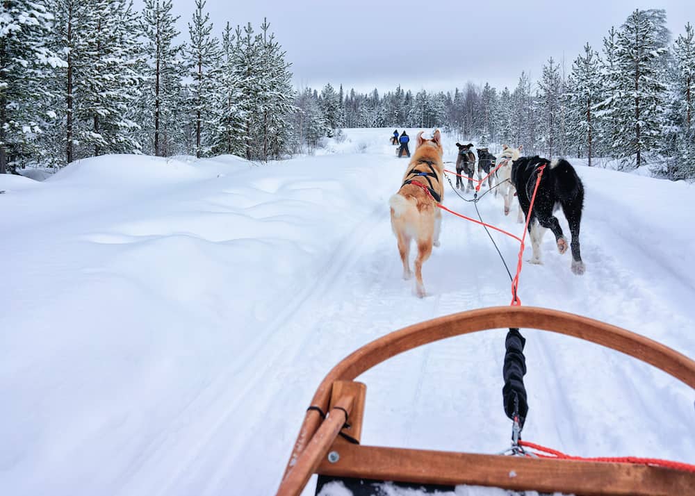 Husky dogs in sledding at Rovaniemi forest in winter Finland Lapland